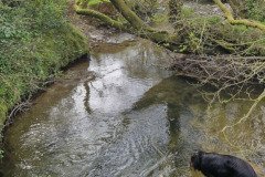 skilly_downstream01