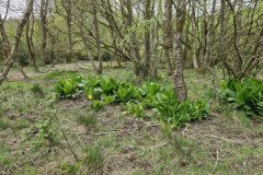 skilly_downstream09