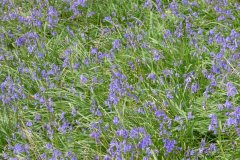Bluebells 1280x960