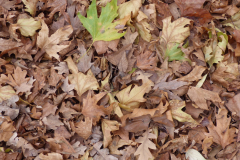 Fallen Leaves 1280 x 960