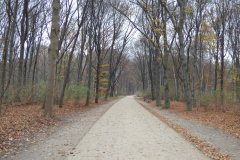 Forest Path 1280 x 960